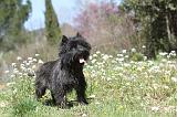 CAIRN TERRIER 094